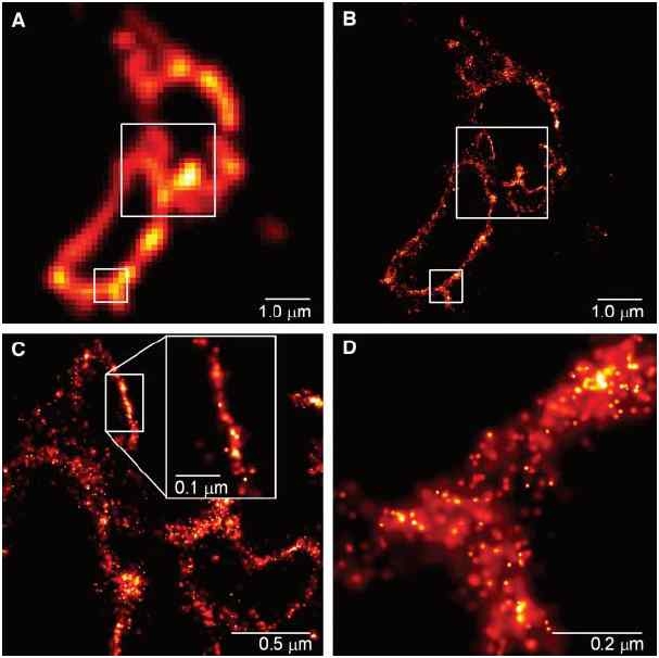 전반사 형광 현미경(TIRF)과 PALM의 분해능 비교 (Eric Bezig, et al. Science 313, 1642 (2006))