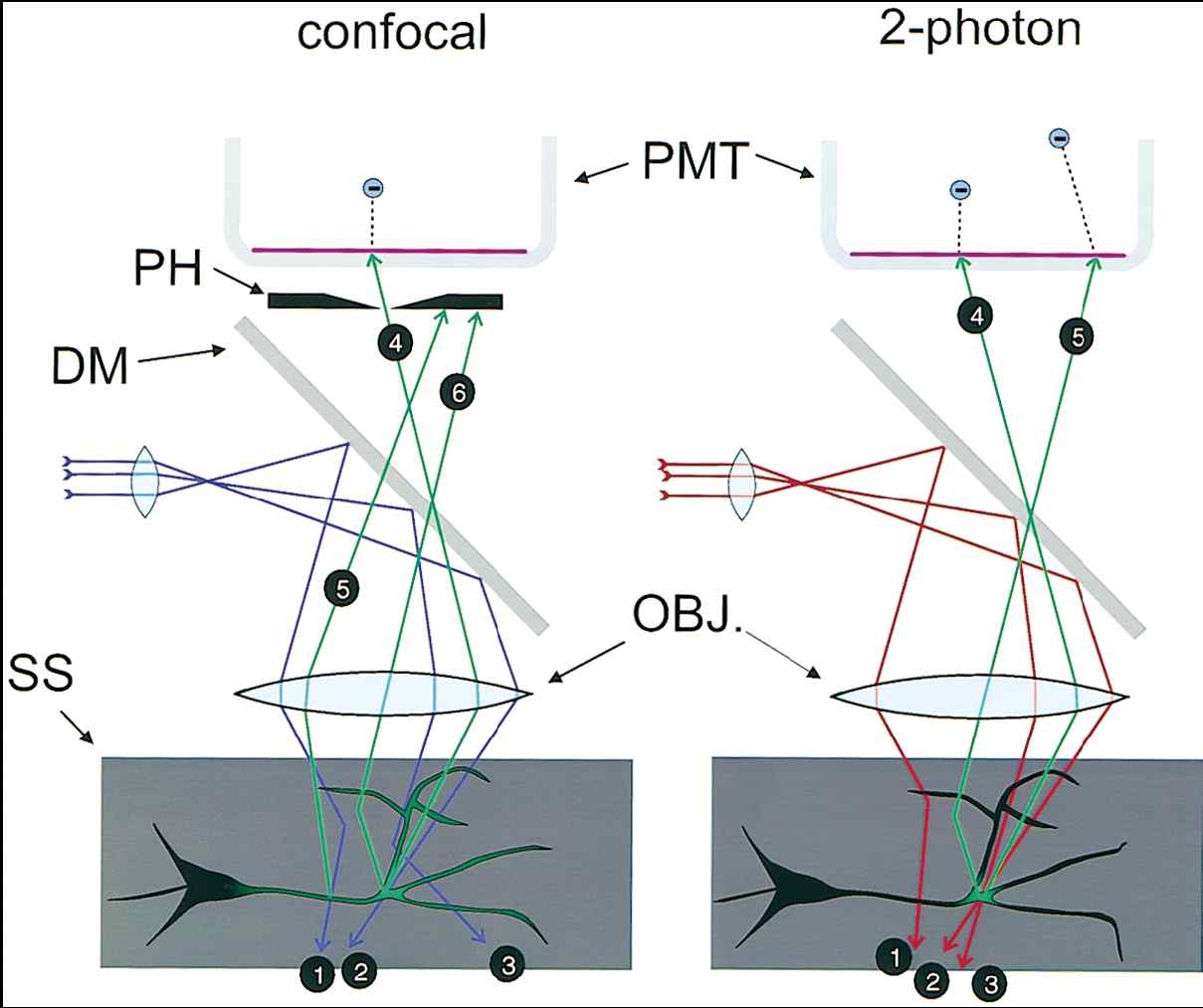 공초점 현미경과 Two photon 현미경의 비교 (W. Denk, and K. Svoboda, Neuron 18, 351-357 (1997).