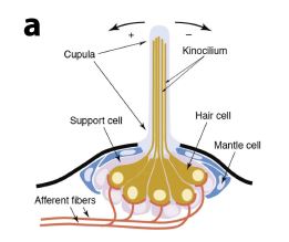 제브라피쉬의 뉴로마스트의 구조(Ghysen and Dambly-Chaudiere, Current Opinion in Neurobiology 14, 67-73 (2004))