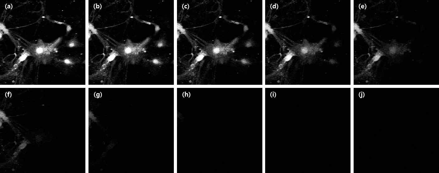 fura-2로 염색한 배양된 신경세포의 두 번째 이광자 이미징. 8초 만에 형광이 급격히 감소하는 것을 확인함.