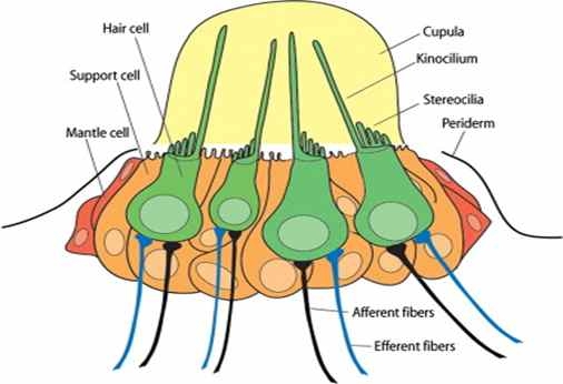 제브라피쉬 뉴로마스트의 다이어그램 (Henry Ou et al., Hearing al., Hearing