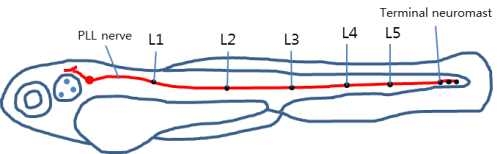 PLL(Posterior Lateral Line)에 있는 제브라피쉬 라바의 뉴로마스트 위치를 표시한 다이어그램