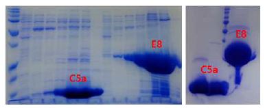 C5a와 E8 인공항체 단백질의 정제 사진