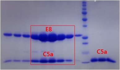 complex 정제 결과 E8과 C5a가 1:1로 complex를 이루고 있음