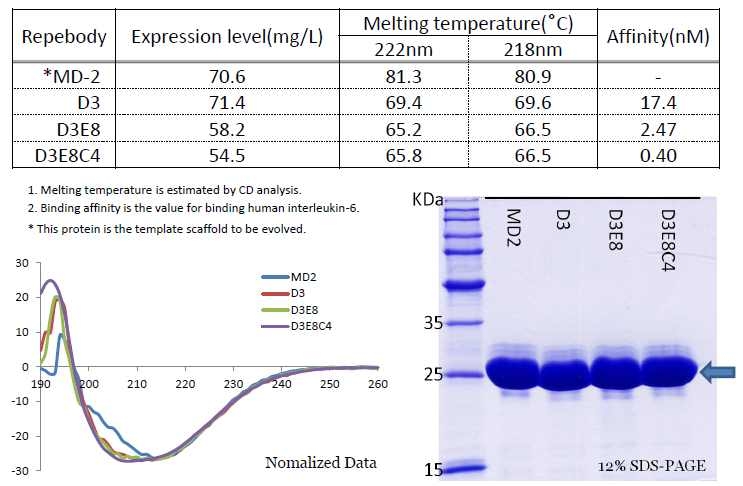 IL-6와 결합 가능한 Repebody들의 물리화학적인 특성 분석