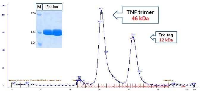 GPC를 이용한 TNF-a trimer 분리 정제
