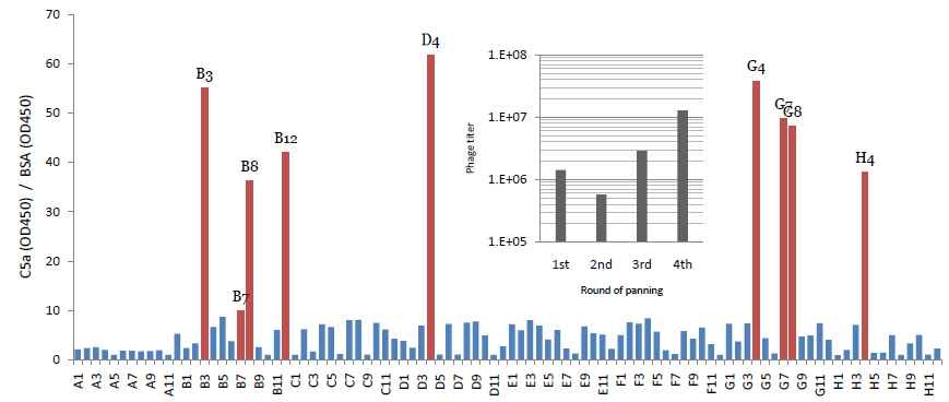 C5a에 대한 phage display결과