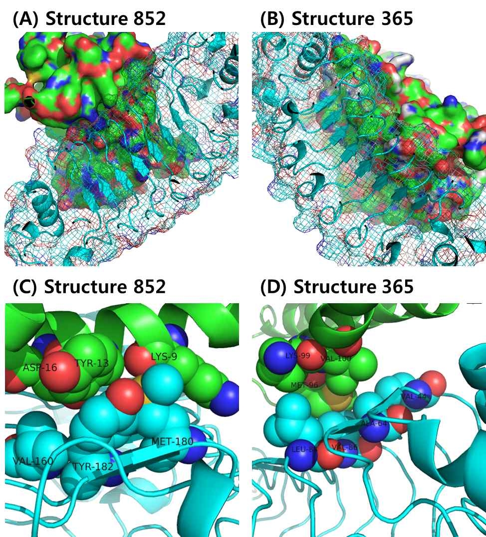 예측 결합력이 가장 높은 결합 구조 모델 852번과 365번 (A, B) 전체적인 구조의 상보성 (C, D) 각각이 가지고 있는 소수성 아미노산의 cluster.