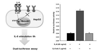 자가 면역 반응 모델인 HepG2를 이용하여 dual-luciferase assay 방법을 이용한 IL-6 저해 효능 확인 방법