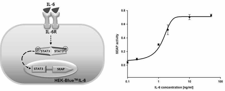 IL-6 리포터 세포주 HEK-BlueTM IL-6를 이용한 IL-6 활성 분석