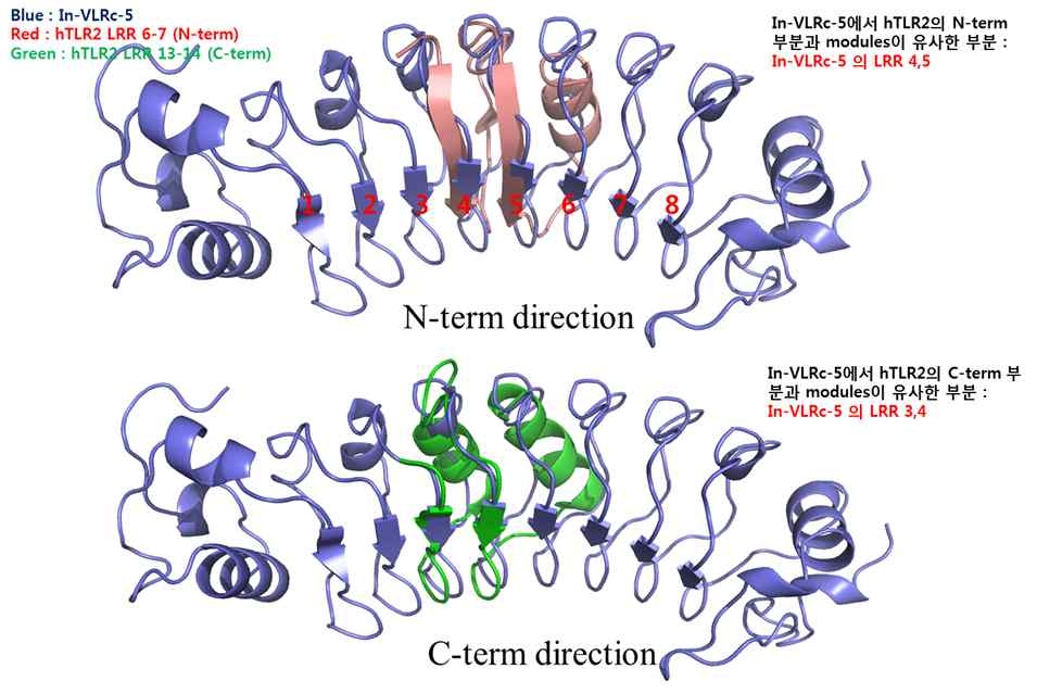 hTLR2 LRR 모듈과 IB-VLR5c의 LRR 모듈과 유사성 부위 선별