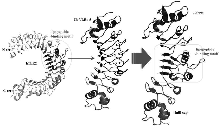 hTLR2 LRR 모듈에 IB-VLR5c의 LRR 모듈 도입 융합 전략