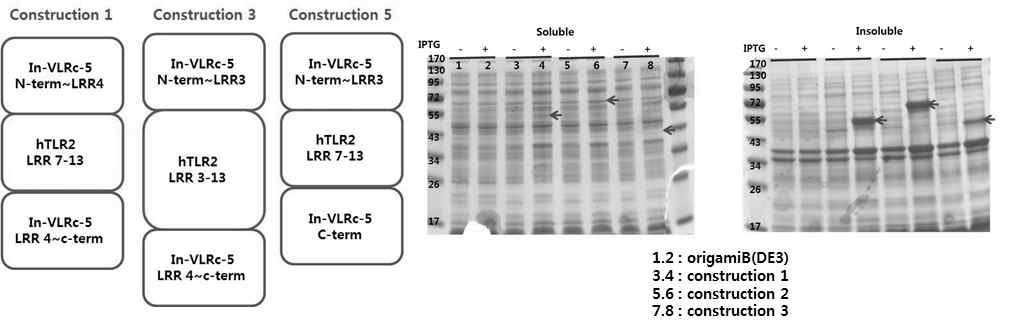 LRR모듈 도입한 hTLR2의 대장균 발현