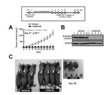 마우스 종양 모델에서 신규 리드단백질 r-D3E8-KE처리에 의한 종양 크기 측정 (A), 종양에서의 STAT3 인산화 정도 (B) 및 마우스 종양 사진 (C) 분석