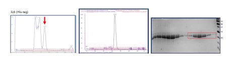 monomer 형태의 IL6 단백질 정제