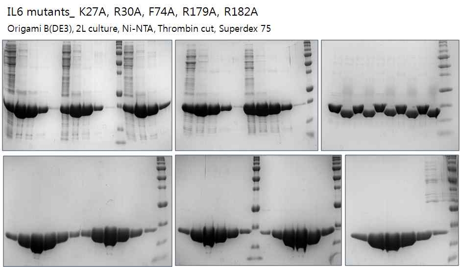 IL6 mutants의 정제