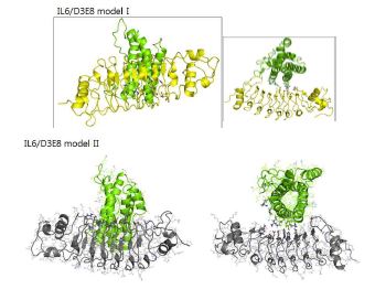 D3E8 인공항체와 IL6 단백질의 결합모드에 대한 모델 I과 II