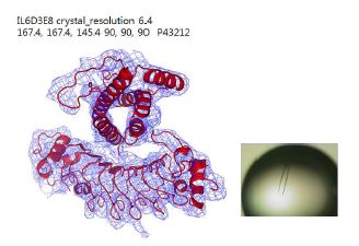 저해상도의 D3E8 인공항체 단백질과 IL6 단백질의 복합체 구조 및 crystal 결정