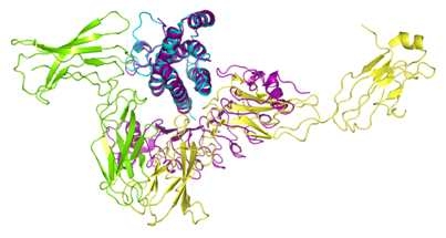 IL6/IL6R/gp130 complex 구조에 IL6/D3E8의 구조를 superimpose 함