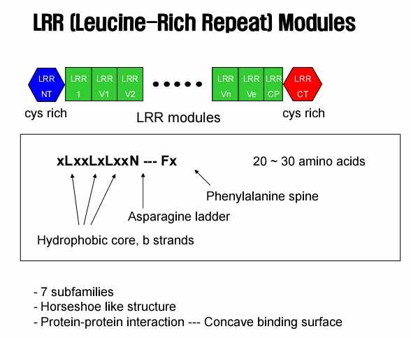 LRR 패밀리 단백질 아미노산 서열 패턴