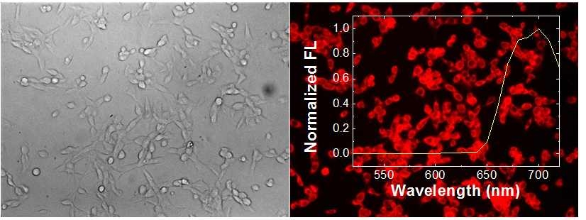 HSA-IDC2 복합체를 첨가한 세포의 광학 (좌) 및 근적외 형광 이미지 와 형광 스펙트럼 (우)