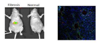 in-vivo에서의 PEI-D-GlcNAc-ICG의 이미지 와 간 조직 절편 이미지 ( red: ICG, green: desmin, blue: nuclei)