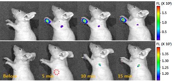 근적외 형광 복합체 폴리머닷을 투여한 모델 쥐의 시간에 따른 근적외 형광 영상.
