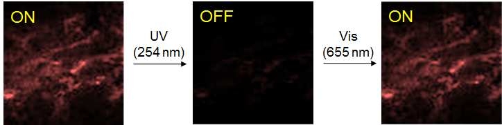 ON/OFF 형광스위칭 조건을 적용한 림프절의 근적외 형광 영상