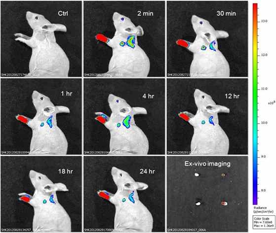 앞발에 Ant-org 집적 형광 폴리머닷이 투여된 쥐의 시간의 경과에 따른 형광 이미지 및 적출된 림프절의 형광이미지 (우,하)