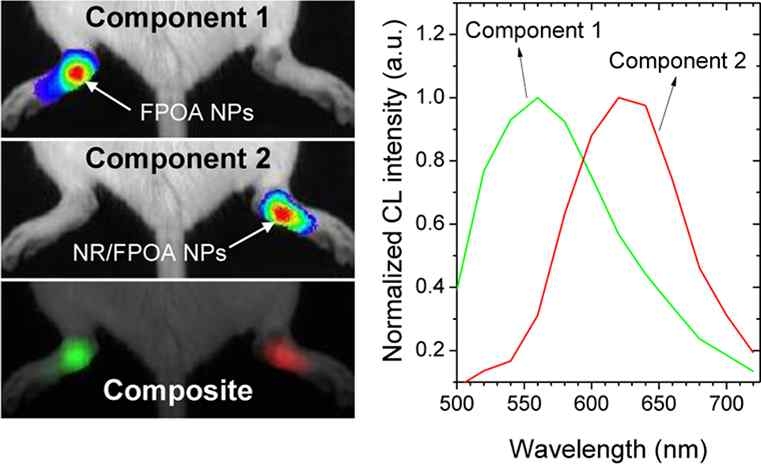 BLSA가 탑재된 폴리머닷/BLSA와 nile red가 동시에 탑재된 폴리머닷이 투여된 염증모델 쥐의 화학발광 이미지(좌)와 화학발광 스펙트럼(우)