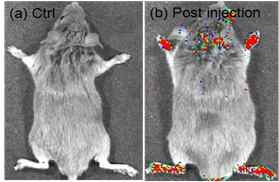 Ant-org/CPPO 집적 화학발광 폴리머닷의 투여전후 류마티스관전염 모델 쥐의 화학발광이미지