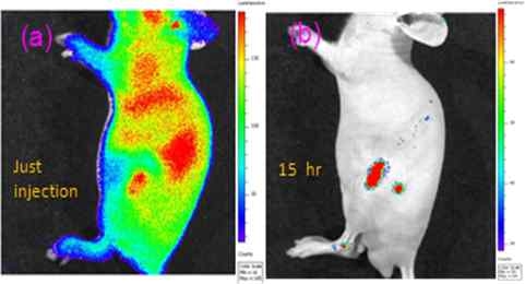 Ant-org/CPPO 집적 화학발광 폴리머닷의 정맥주사 이후 암(SCC7)모델 쥐의 화학발광 이미지