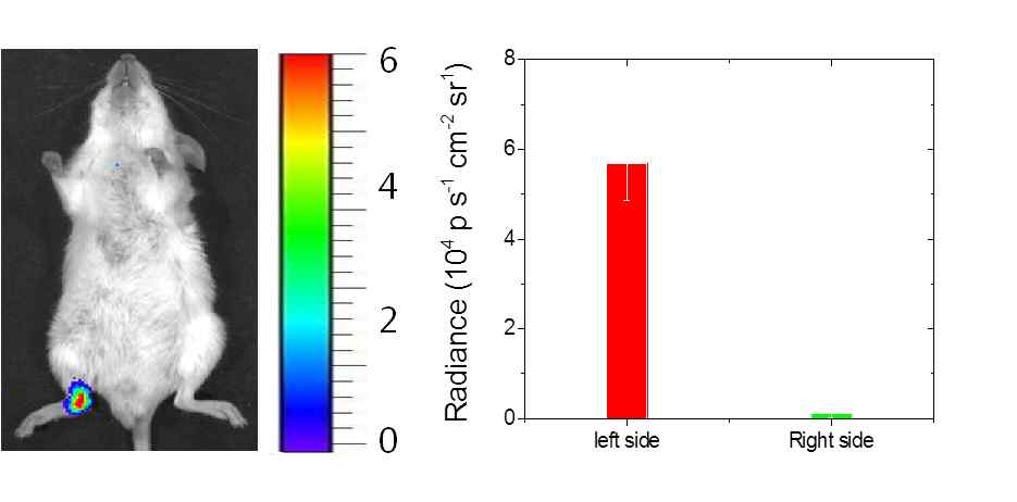 2중 증폭된 화학발광 나노프로브가 이용된 LPS 유발 관절염 모델에서의 진단영상(좌) 및 신호강도 profile(우)