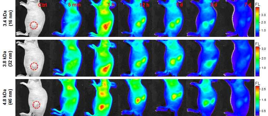 크기가 조절된 PEGA 나노입자의 정맥된 암모델 쥐의 시간에 따른 근적외 형광 영상