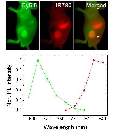 C18P25의 폴리머닷으로 투여한 암모델 쥐의 형광이미지(상) 및 형광스펙트럼(하)