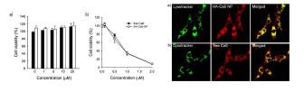 (a)다양한 농도의 HA-Ce6을 처리 1일 후의 U-87 세포의 생존율. (b)레이져 조사 후의 광독성 테스트. U-87 세포의 Confocal fluore