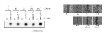 PAUF 1차 선별 aptamer의 in vitro binding 및 세포 상 효능 검증