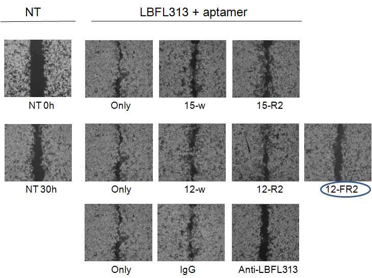 aptamer fragment P12FR2의 세포상 효능