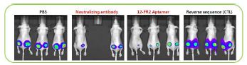 12-FR2 fragment aptamer를 이용한 in vivo 효능 검증