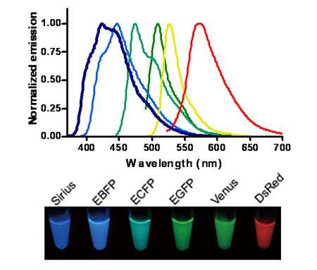 상용화되어 있는 다양한 스펙트럼의 형광단백질의 광학적 특성