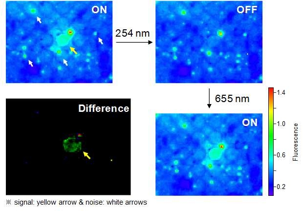 강한 자기형광(autofluorescence)을 가진 모델 생체 조직 하에서 ON/OFF 형광스위칭이 반복되는 복합체 폴리머닷의 근적외 형광영상 및 신호잡음이 제거된 근적외 형광 영상(좌, 하)