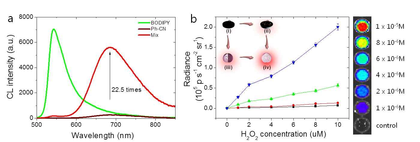 2중 증폭된 나노프로브의 화학발광 스펙트럼(좌)과 다양한 농도의 과산화수소에 대한 신호강도-농도 상관관계 및 영상화 민감도(우)