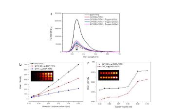 단백질 분해 효소(트립신) 및 폴리머닷의 양에 따른 형광 세기 변화