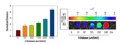 효소 (HAdase) 처리에 의한 형광 광도의 변화