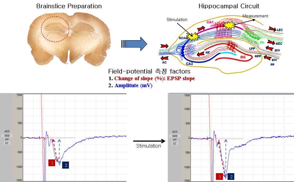 Brainslice에서 장기간 field potential 측정