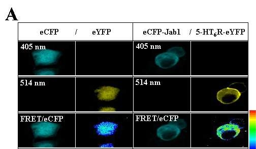 Jab1 shows co-localization with human 5-HT6R in diverse cells and similar distribution with 5-HT6R in the rat brain