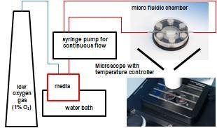 상호작용 FRET 측정을 위한 세포 microfluidic chamber