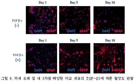 미세유칩내 3차원 배양된 아교 세포의 TGF-β1에 따른 활성도