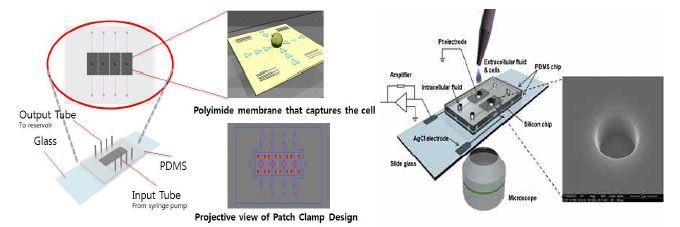 좌 이온채널 분석을 위한 패치클램프칩의 개략도 우 패치클램프 칩의 이온 채널 측정 과정