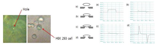 (좌) 직경 2㎛ patch hole과 patch hole위로 HEK 293 세포가 trap되어 있는 microscopy image (우) cell 위치에 따른 current 그래프